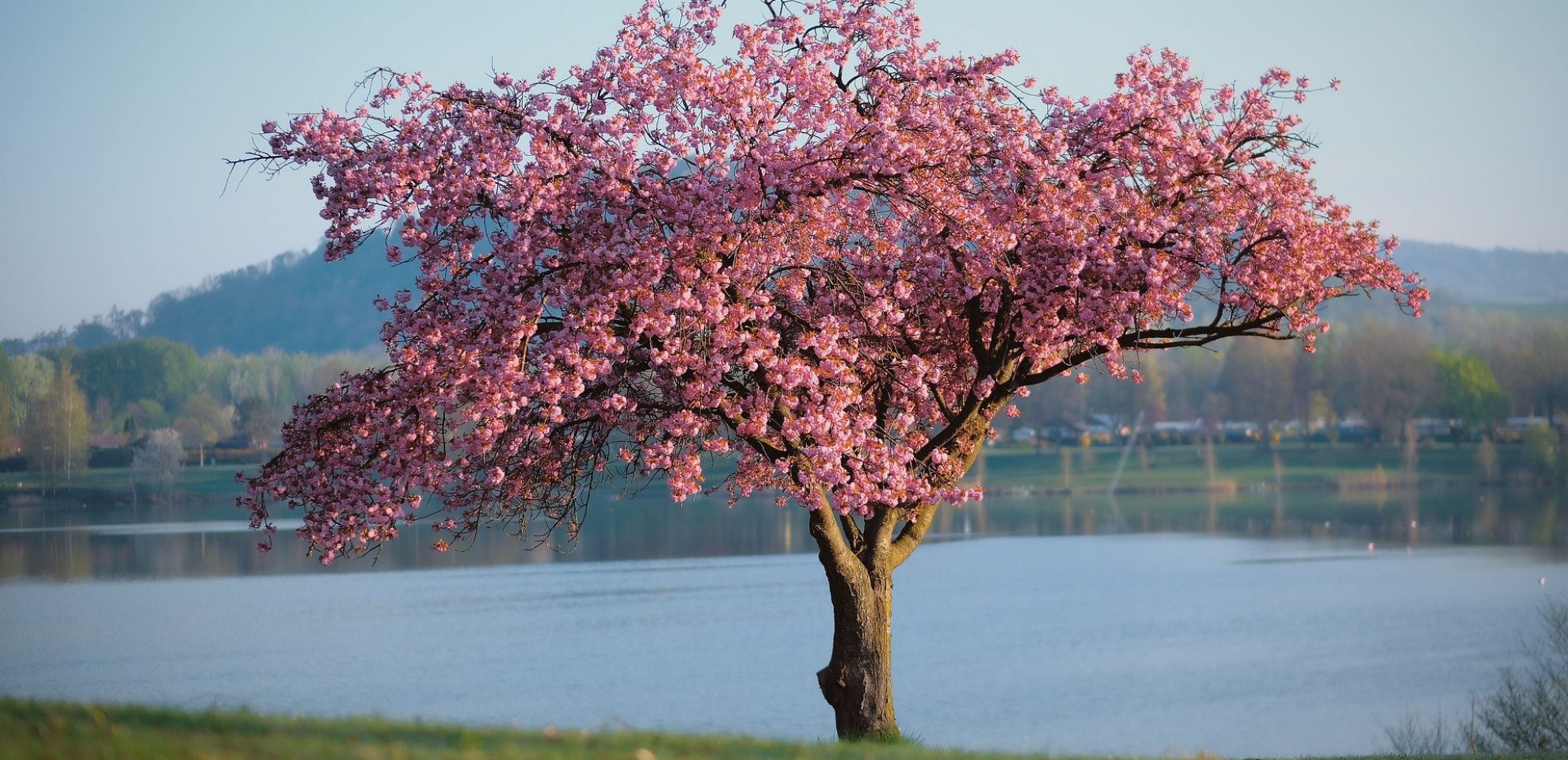 kirsikkapuu_vesi